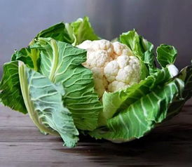 “秋季种植花菜的最佳时间是什么时候