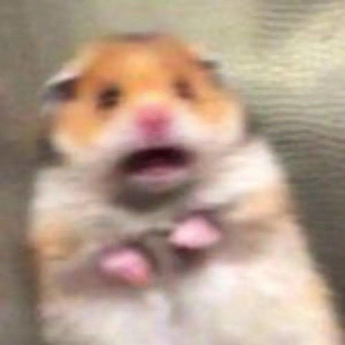 仓鼠杀虫剂的风险：揭秘潜在危害