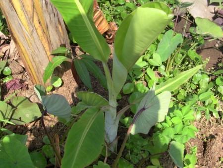 香蕉种植需土壤排水良好、富含有机质、pH值在5.5