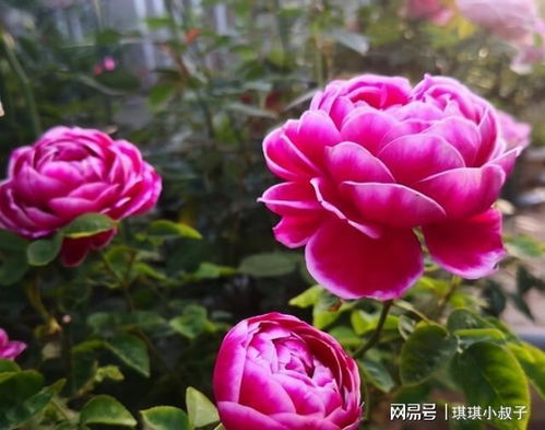 红月季的花语中，传递爱与美