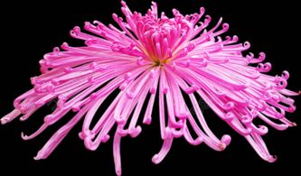 紫色菊花售价几何？性价比之选