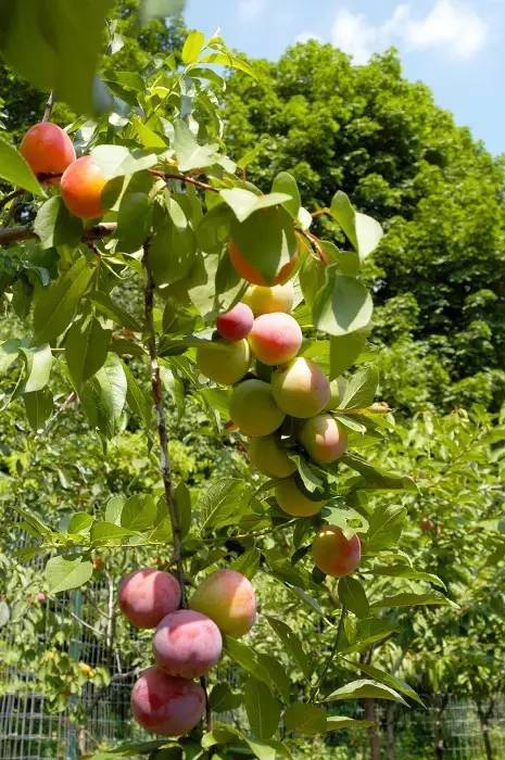 种子的小小旅程