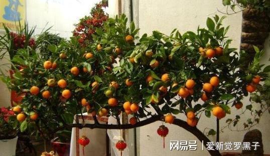 “盆栽水果种植技巧，如何让果实挂满枝头