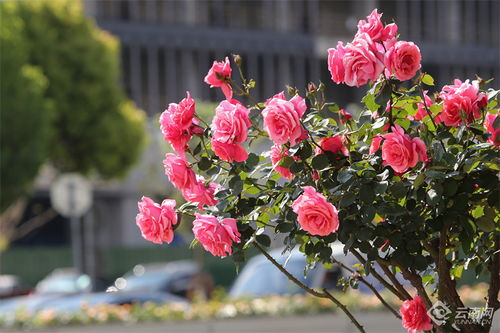 昆明街头月季盛开， 美得让人心醉