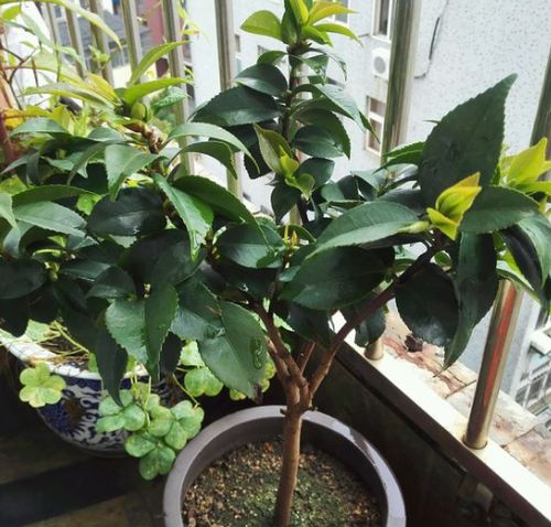 二堪芽点，饱满又健康