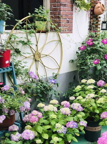 小院子里种什么花比较好，适合小空间种植的花草有哪些推荐