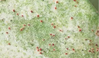 树木杀虫，那又是个啥时候呢？