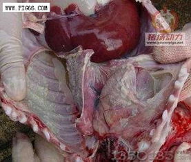 如何通过屠宰场肺部病变评分标准诊断猪支原体肺炎？