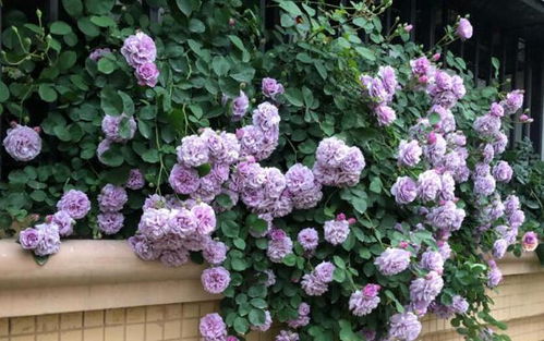 四季开花， 花量惊人