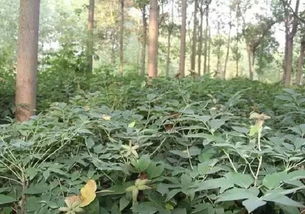 树底下可依种植的药材种类