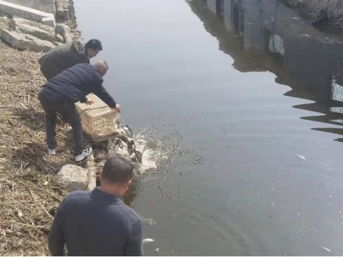鲢鳙最大体重可达百公斤，渔业资源丰富