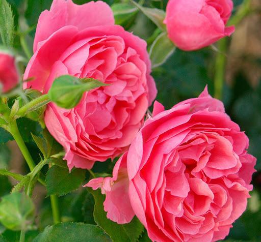 花中精灵：樱桃花环月季