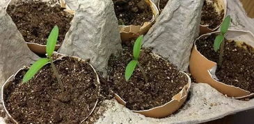 鸡蛋壳肥料适合哪些花卉使用？