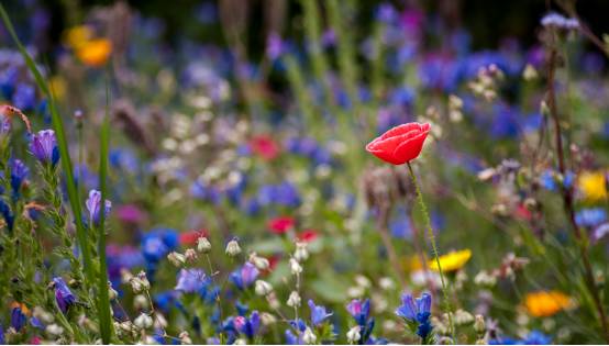 城市草坪草嫩在牧区种吗？