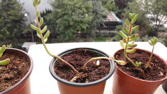 植物严重缺水怎么办？如何快速补救