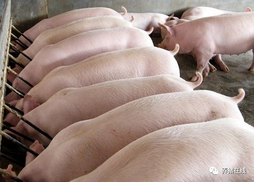 猪霉饲料中毒，如何诊断并发附红细胞体病