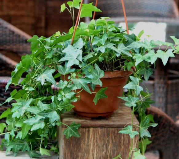 种植技巧，你得知道