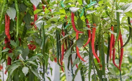 农药使用不当， 辣椒苗受苦