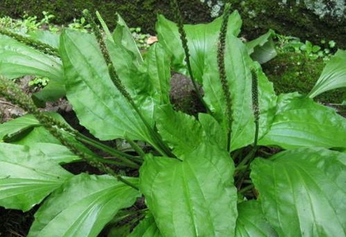 特殊年份的采收奇遇