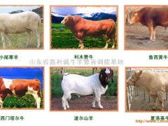 世界十大反刍饲料品牌中，哪个品牌的饲料最适合我国肉牛养殖？