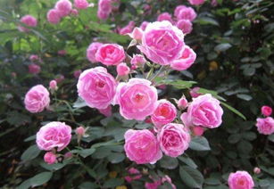 肥料，月季根系粗壮的秘诀