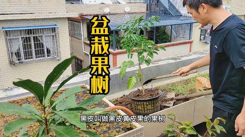 室内盆栽果树，你种对了吗