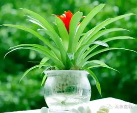 鸿运当头花有毒吗？卧室养它安全吗