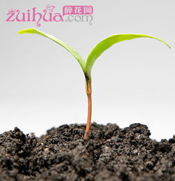 酸碱度对玫瑰花的影响