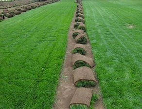 冷季型草坪草：高羊茅、 草地早熟禾、黑麦草