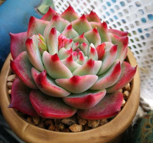 如何让多肉植物长得又大又肥？