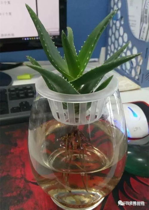 水培芦荟怎么养长得好？光照和营养液比例有讲究吗