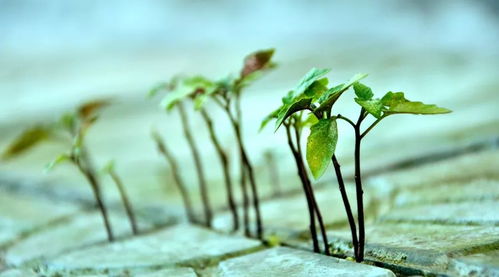 生命可视化理念