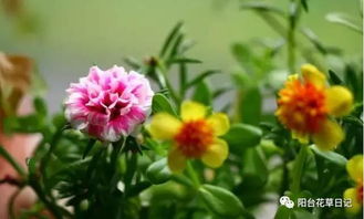 重瓣太阳花在北方冬季如何安全过冬