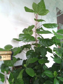 揭秘花苞未绽放即脱落之谜