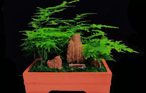 文竹的室内养殖建议