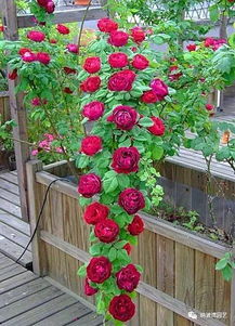 广西藤本月季种植指南