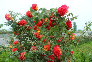 五一欢乐， 庆祝劳动节