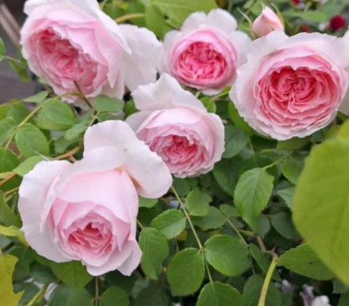 第三款：金丝雀月季， 小包子似的黄色月季