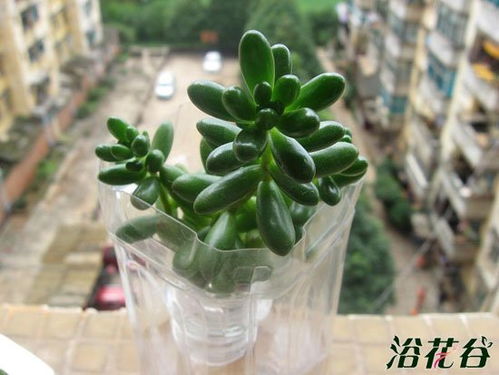 虹之玉水培效果如何？适合长期水培吗