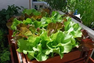 揭秘小米花种植黄金期：播种、生长与收获全攻略
