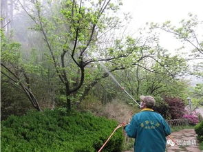 农药喷洒后 果实平安摘取的时间之谜
