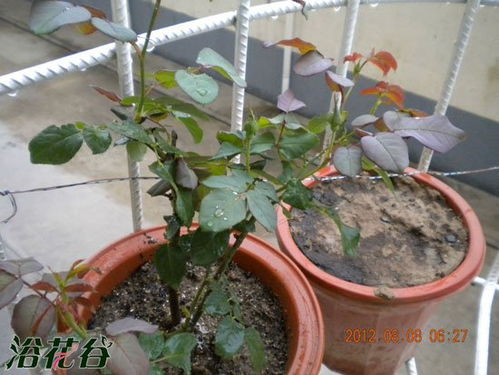 什么时候给月季埋冬肥？