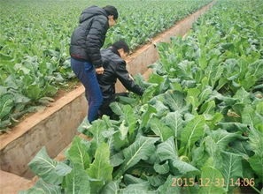 乙草胺喷辣椒地苗，平安吗？会不会伤苗？