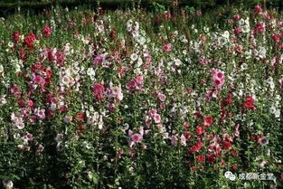 陕西本土花卉的特色品种
