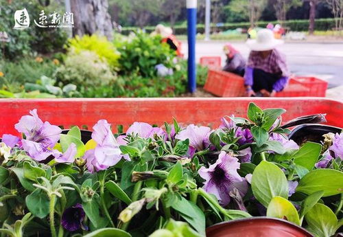 花儿的种类，你选对了吗？