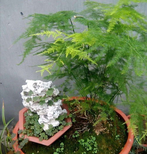 文竹黄叶，是何原因导致