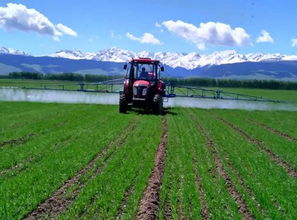 土壤肥力与小麦健康