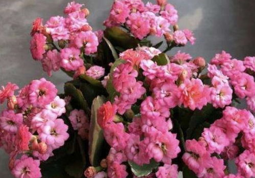 天人菊耐旱又好堪，剪短枝条开花多