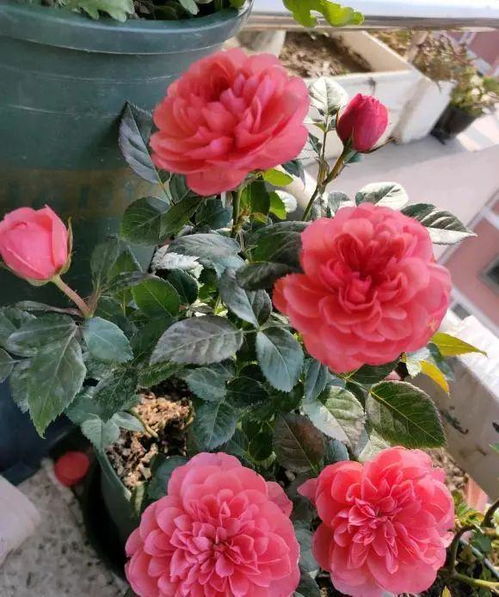 北方月季秋花追肥技巧