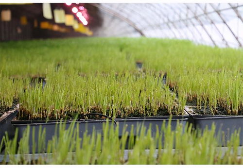 韭菜农药残留超标风险